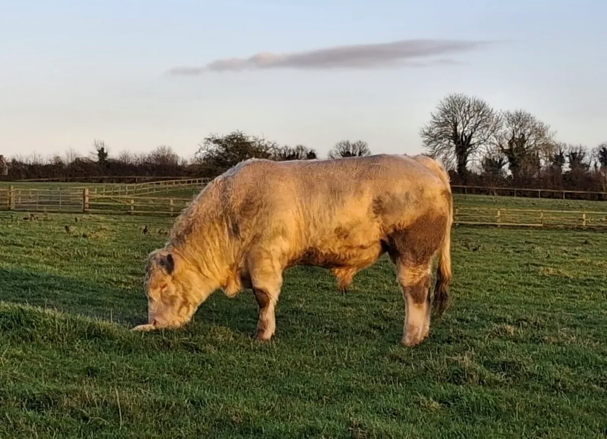 Charolais bull - Image 1
