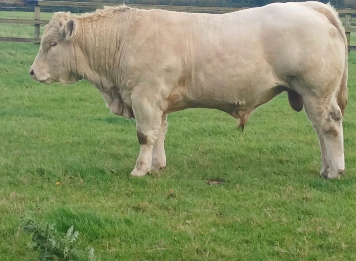 Charolais bull - Image 3