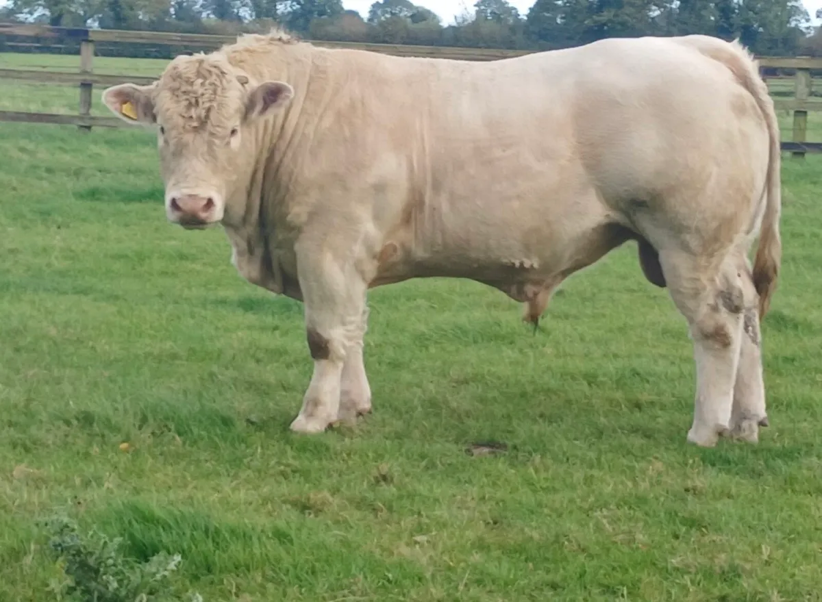 Charolais bull - Image 4