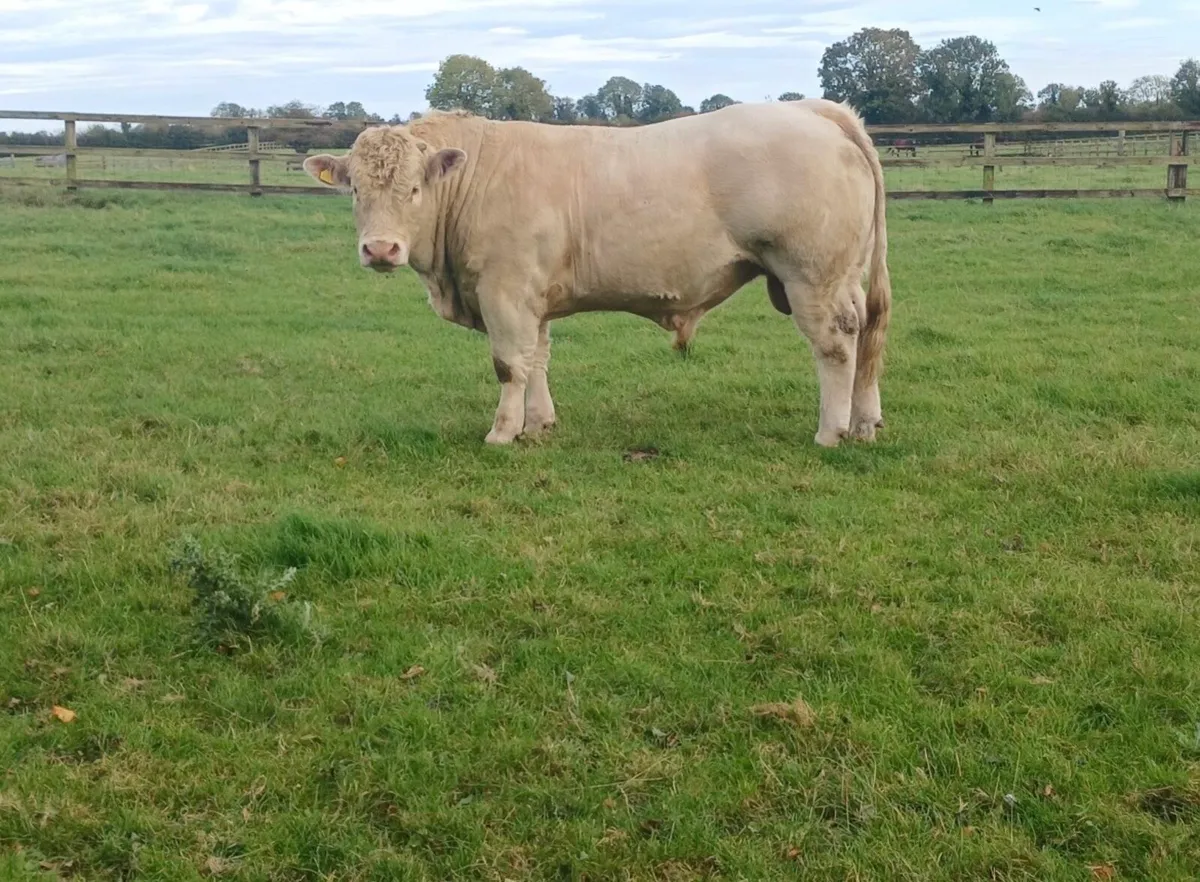 Charolais bull - Image 2