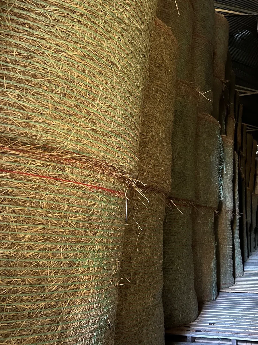 Hay - Image 2