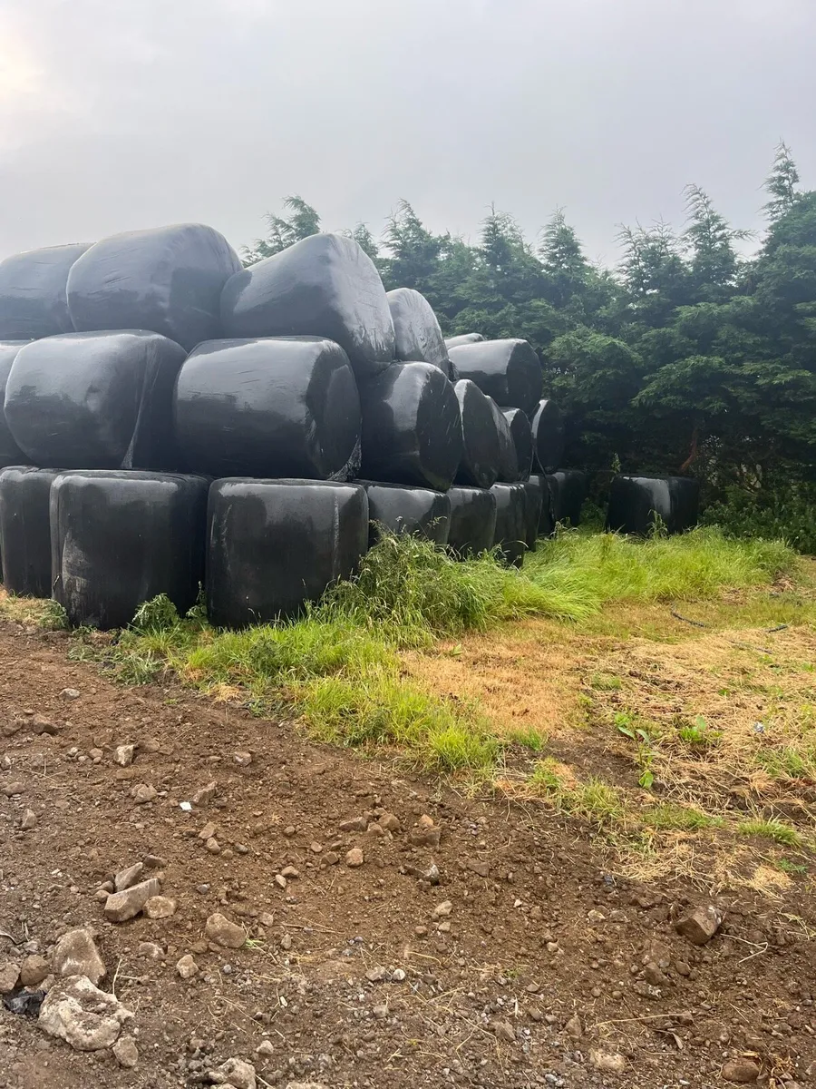 Silage - Image 1