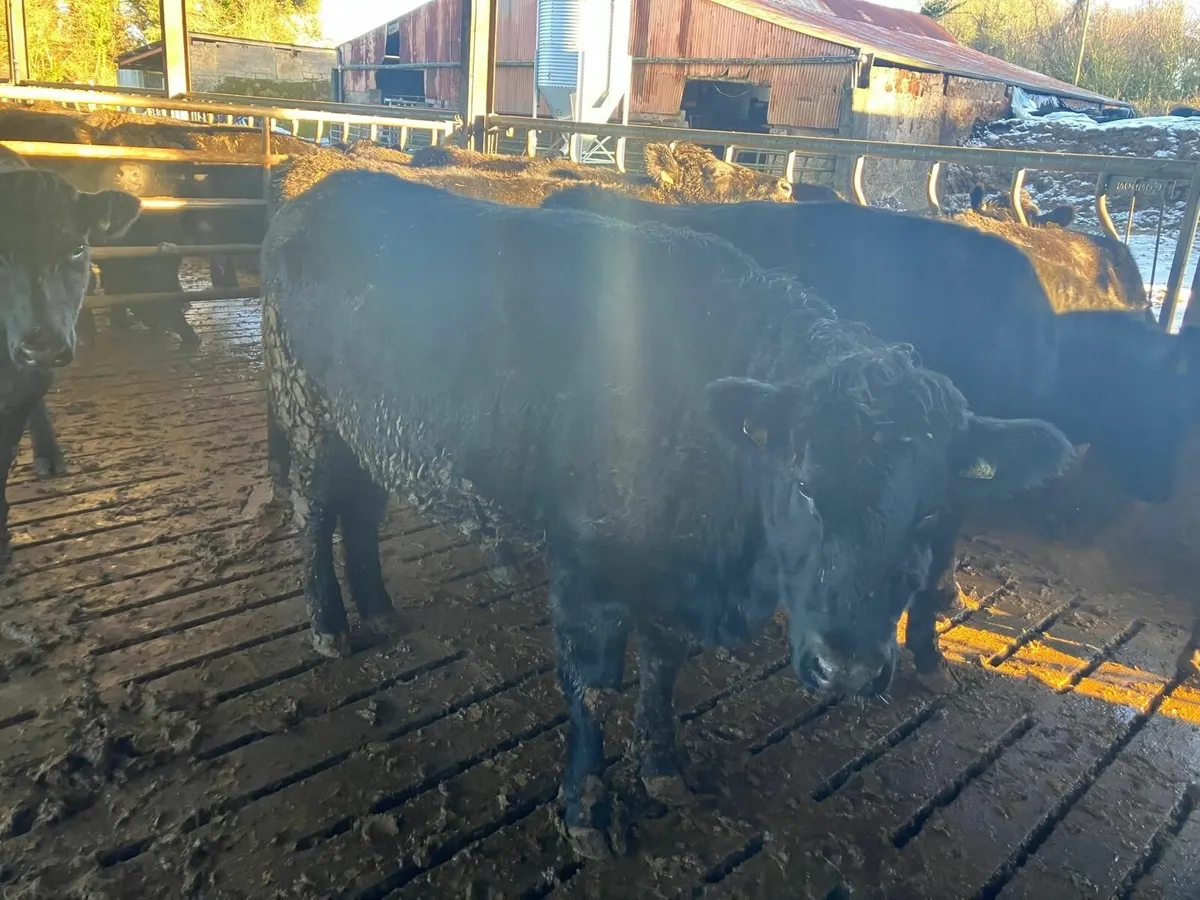10 Angus Heifers - Image 2