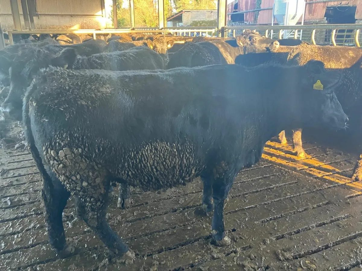 10 Angus Heifers - Image 3