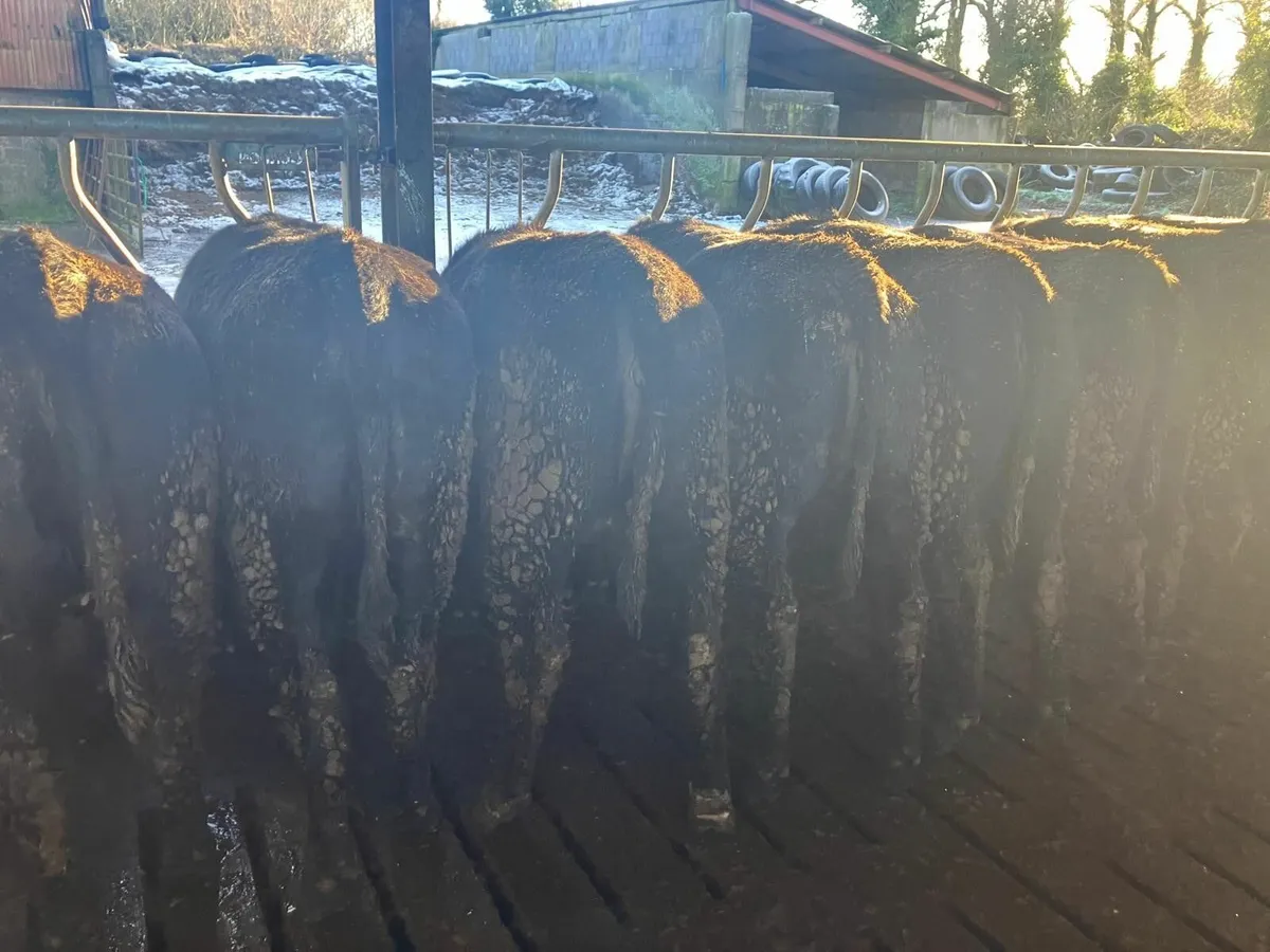10 Angus Heifers - Image 4