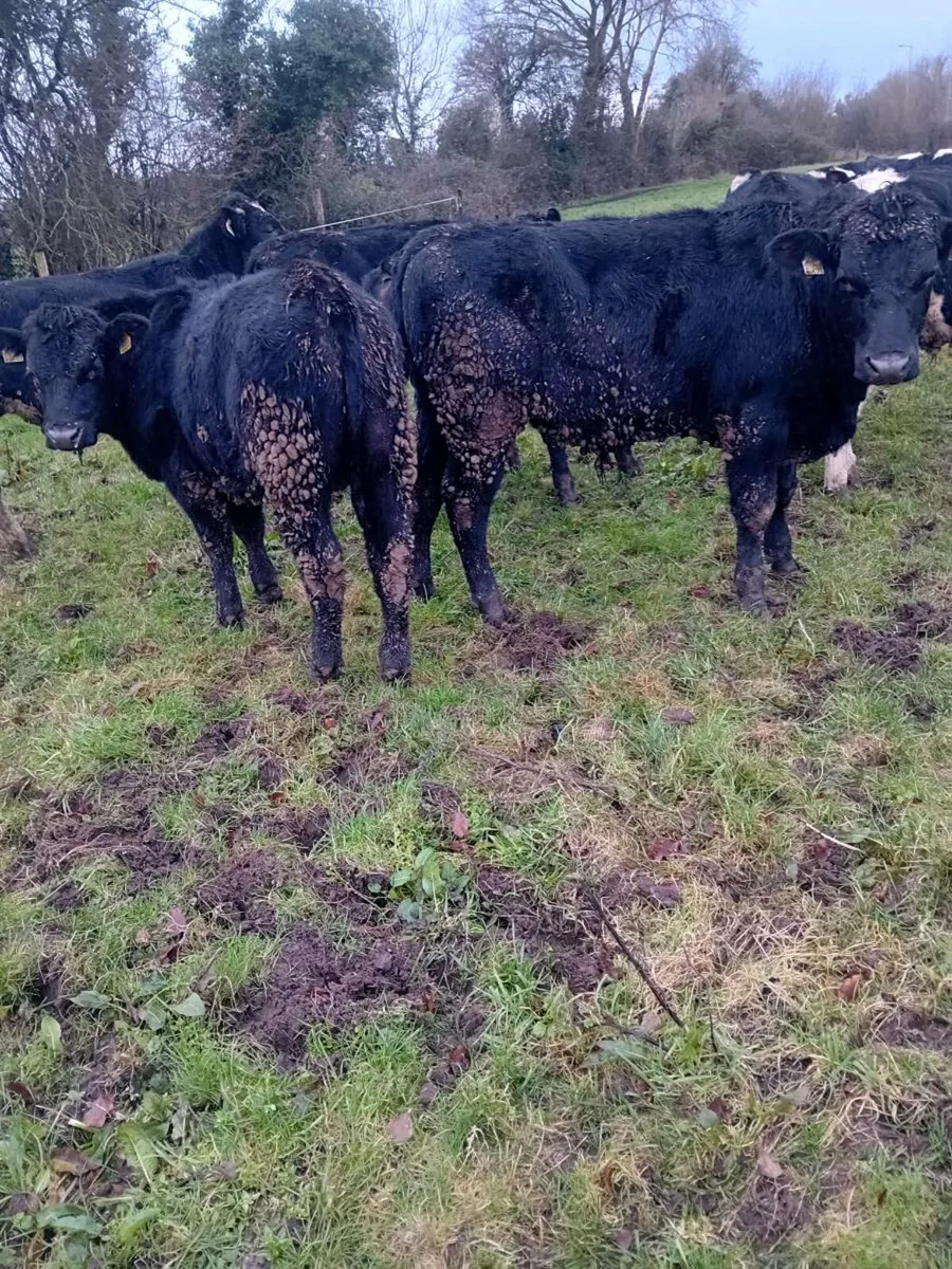 6 angus 5 friesan bullocks - Image 1