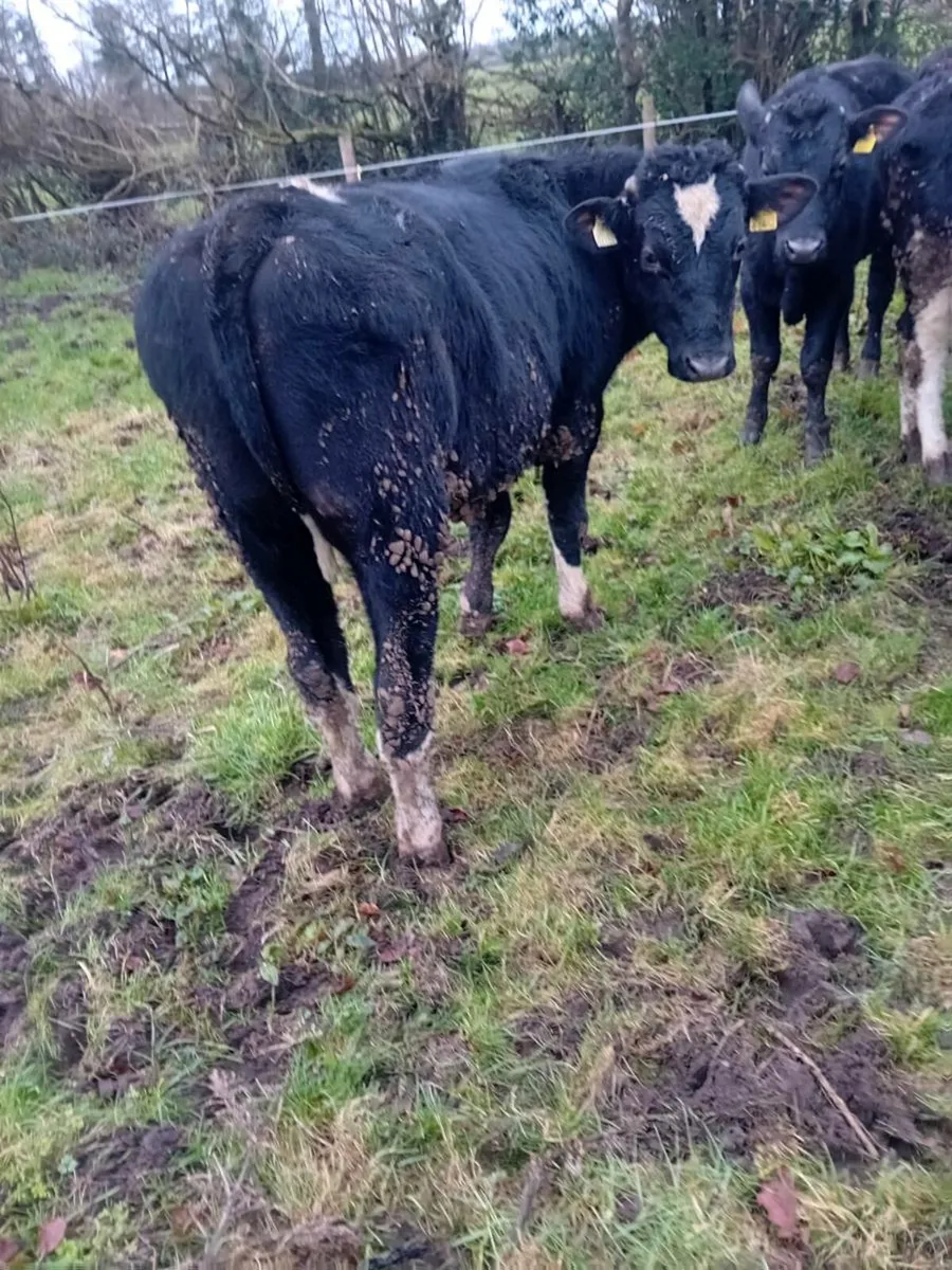 6 angus 5 friesan bullocks - Image 2