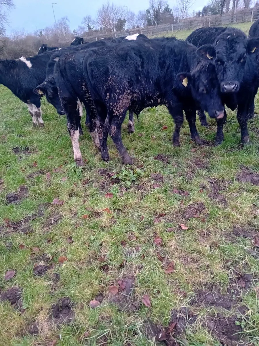 6 angus 5 friesan bullocks - Image 3