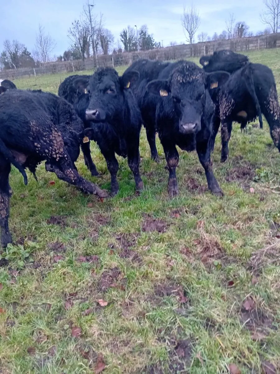 6 angus 5 friesan bullocks - Image 4