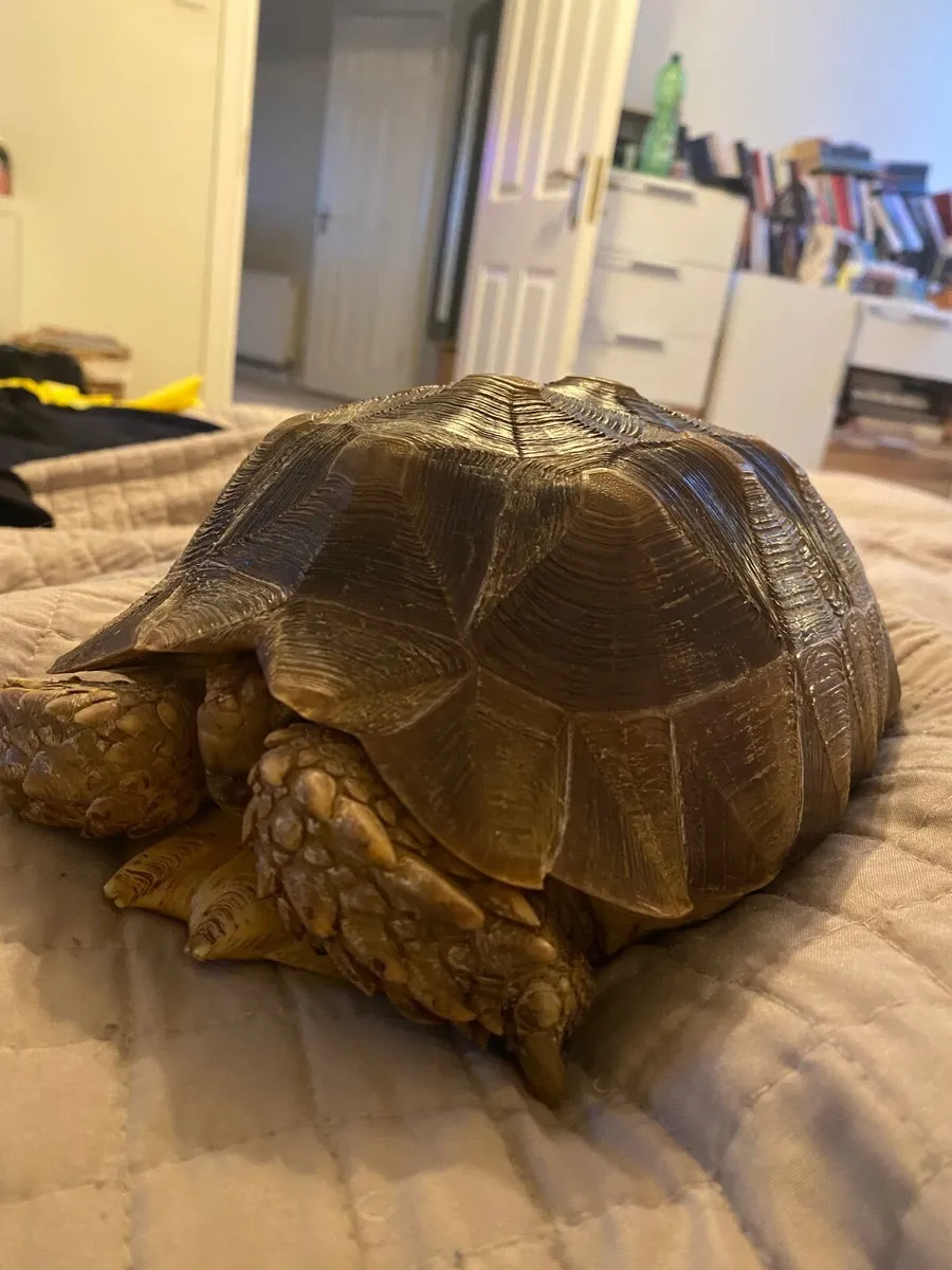 Sulcata tortoise - Image 2