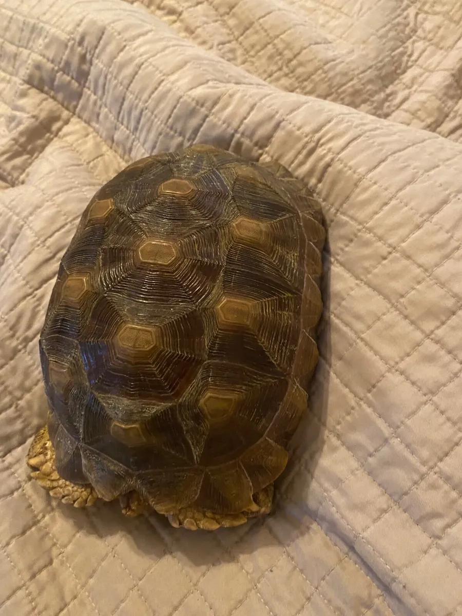 Sulcata tortoise - Image 3