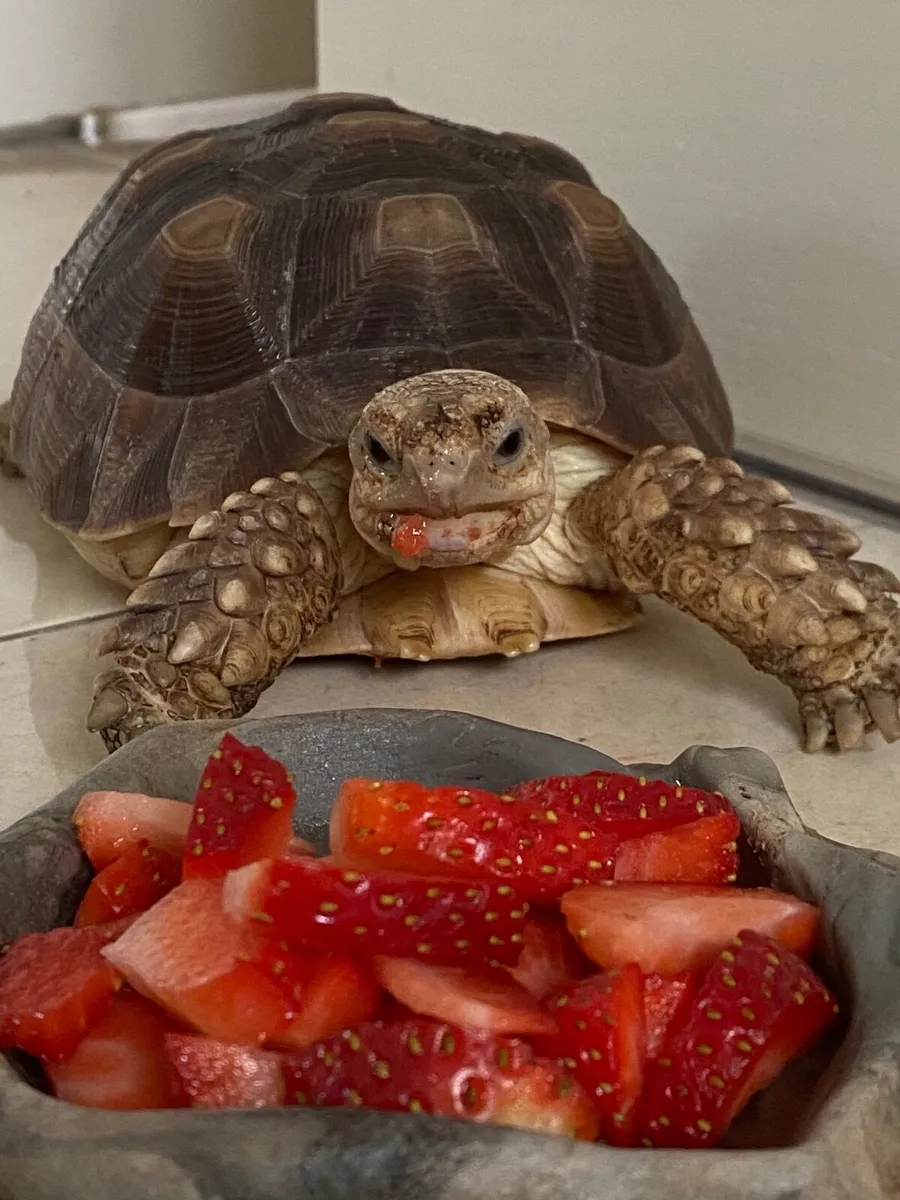 Sulcata tortoise - Image 1