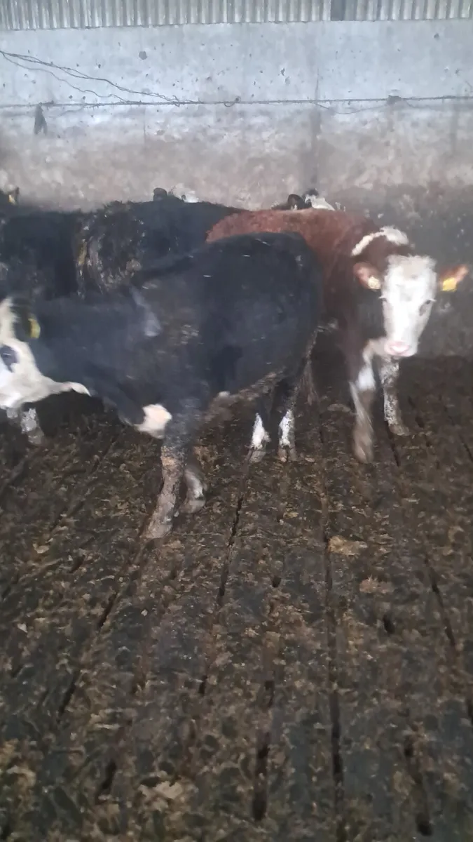 Hereford heifers - Image 1