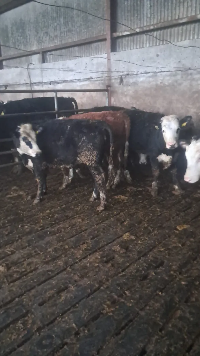 Hereford heifers - Image 2