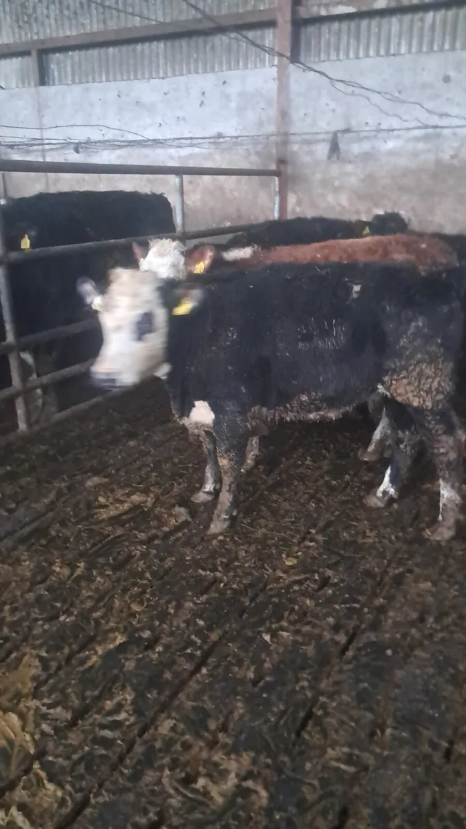 Hereford heifers - Image 3