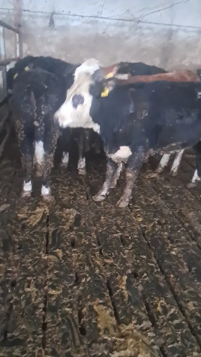 Hereford heifers - Image 4