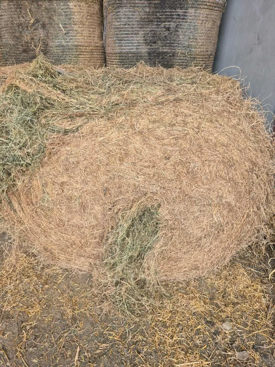 Hay - Image 1