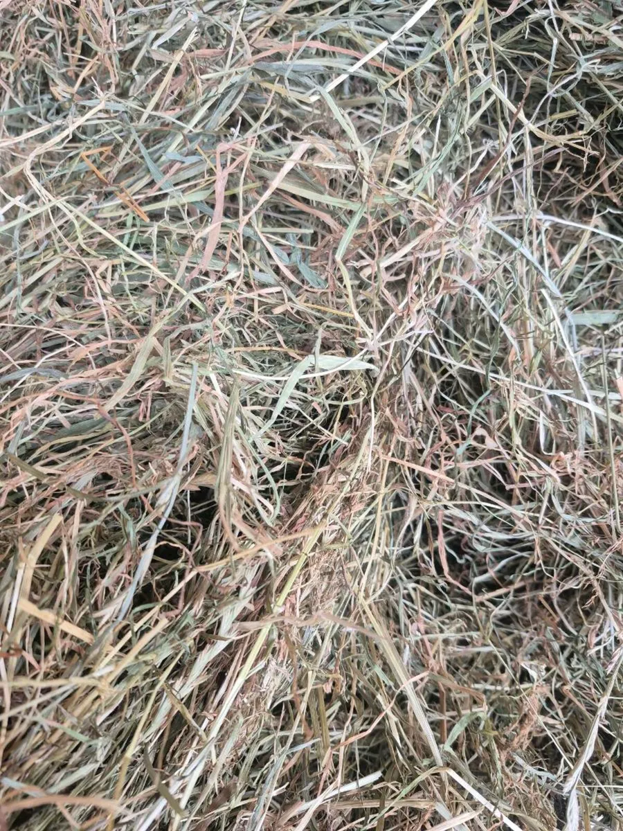 Hay - Image 2