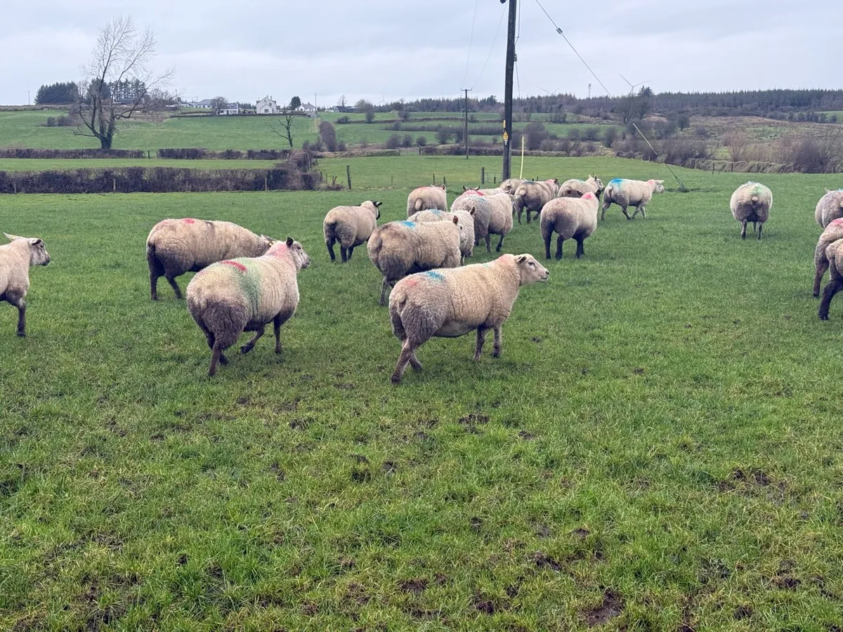 In lamb hoggets - Image 3