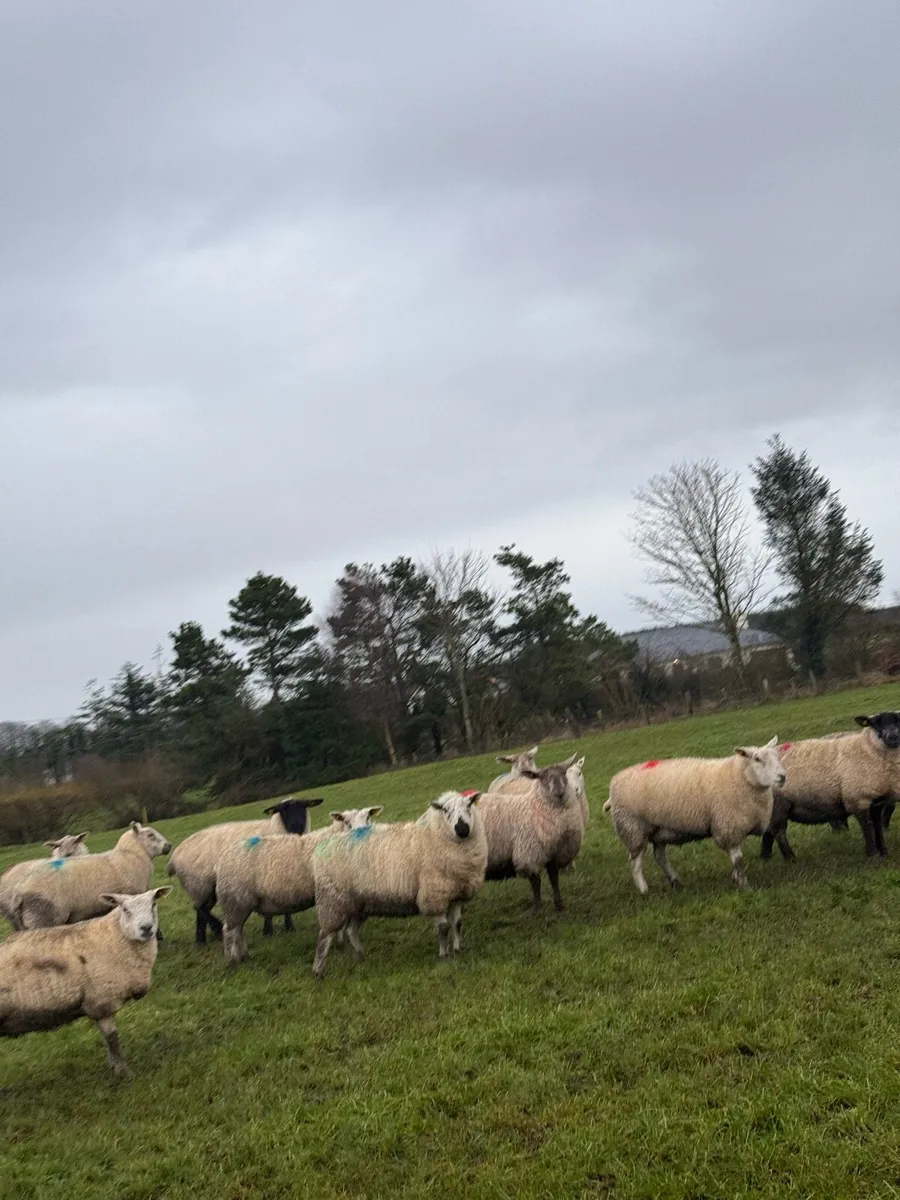 In lamb hoggets - Image 1