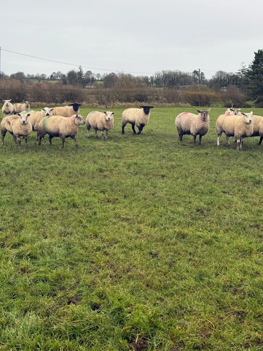 In lamb hoggets - Image 2