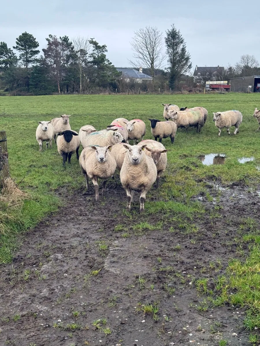 ⭐️⭐️45 In lamb hoggets ⭐️⭐️ - Image 2