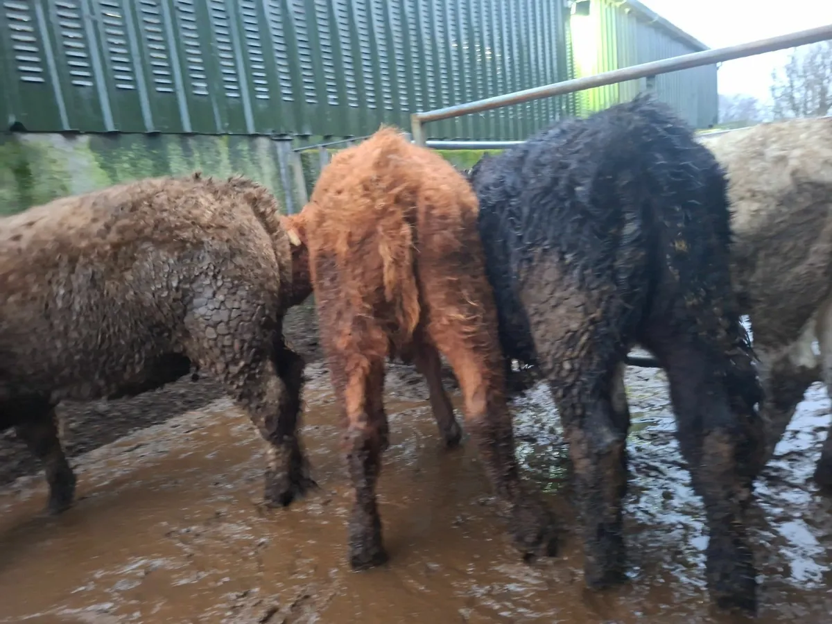 Angus Heifers - Image 2