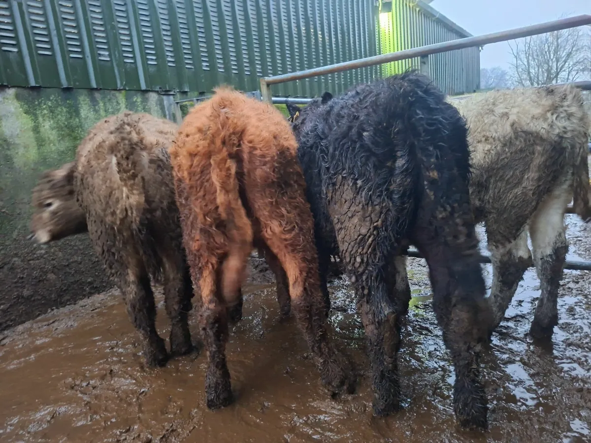 Angus Heifers - Image 4