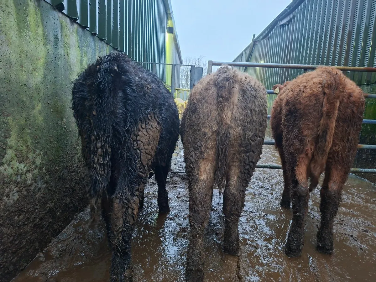 Angus Heifers - Image 1