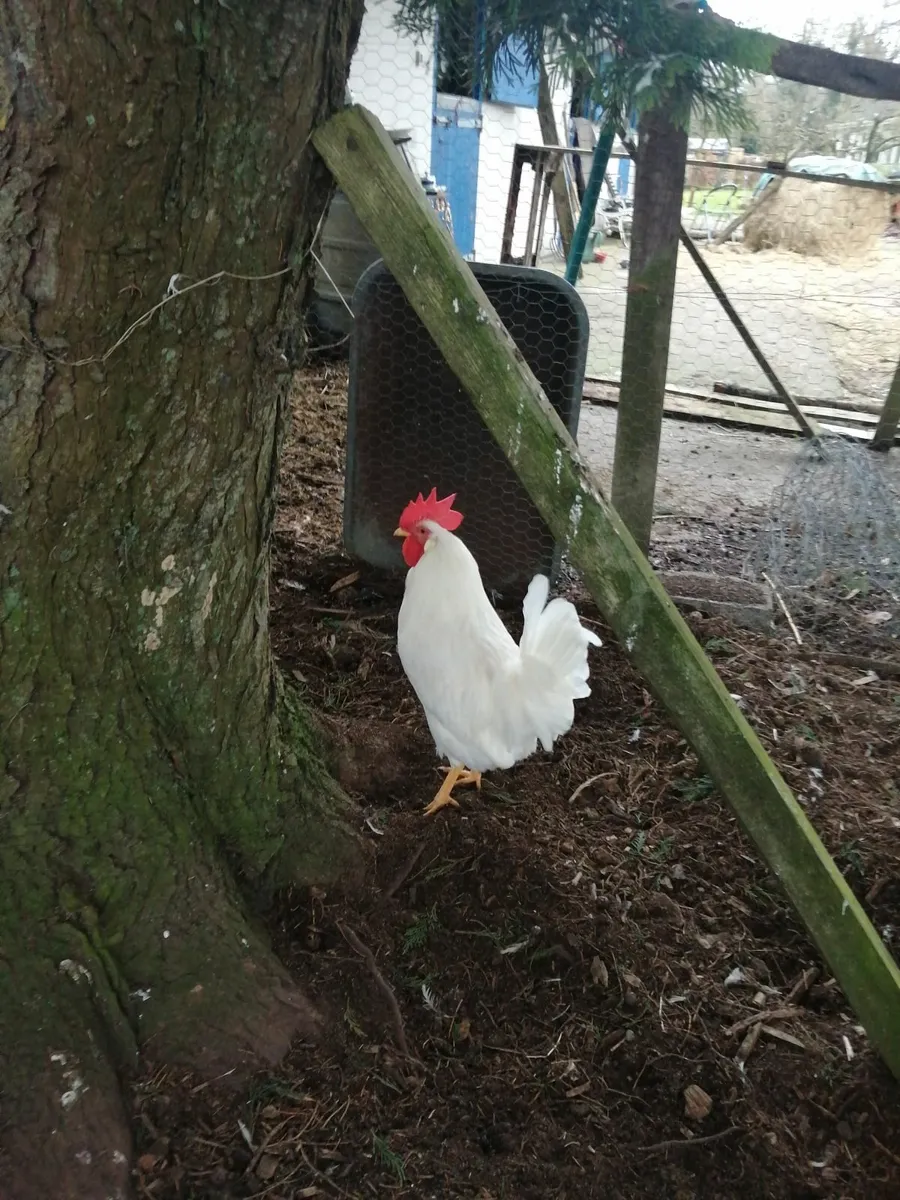 White Leghorn Rooster - Image 1
