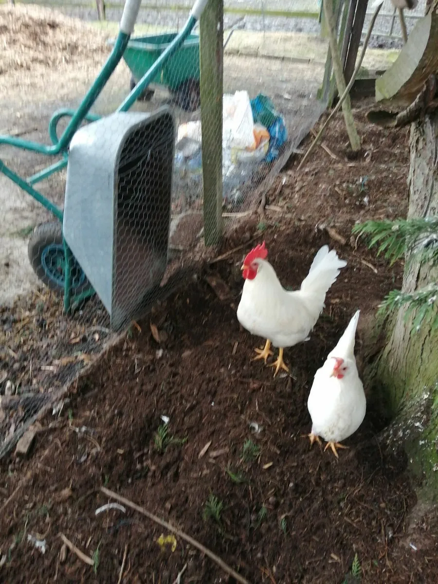White Leghorn Rooster - Image 2
