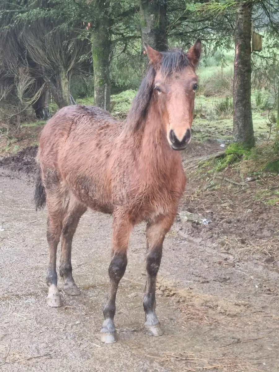 Bay Connemara filly foal - Image 1