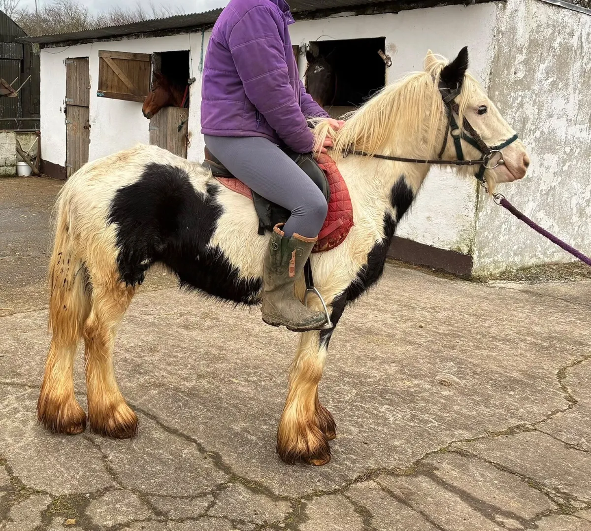 3 year old gelding, broken and riding no texts ple - Image 1