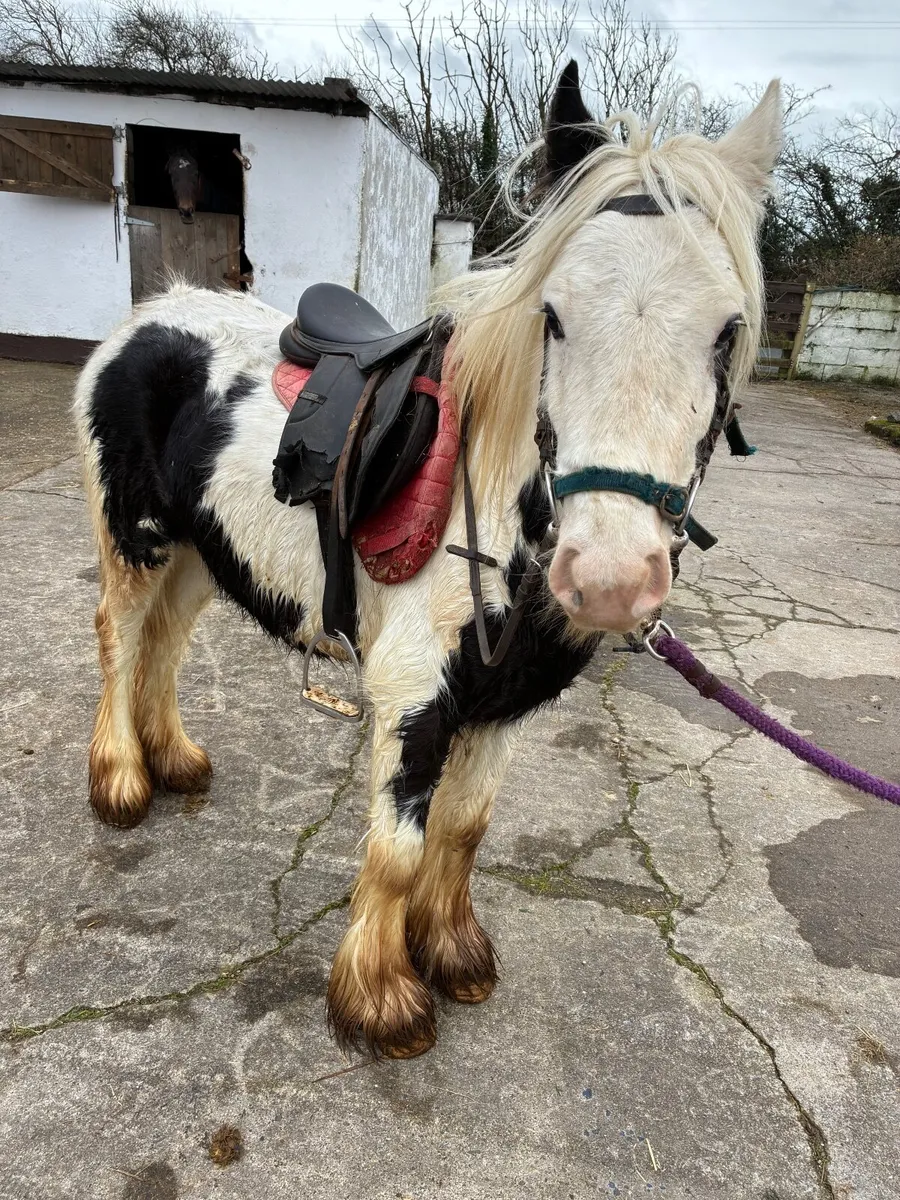 3 year old gelding, broken and riding no texts ple - Image 3