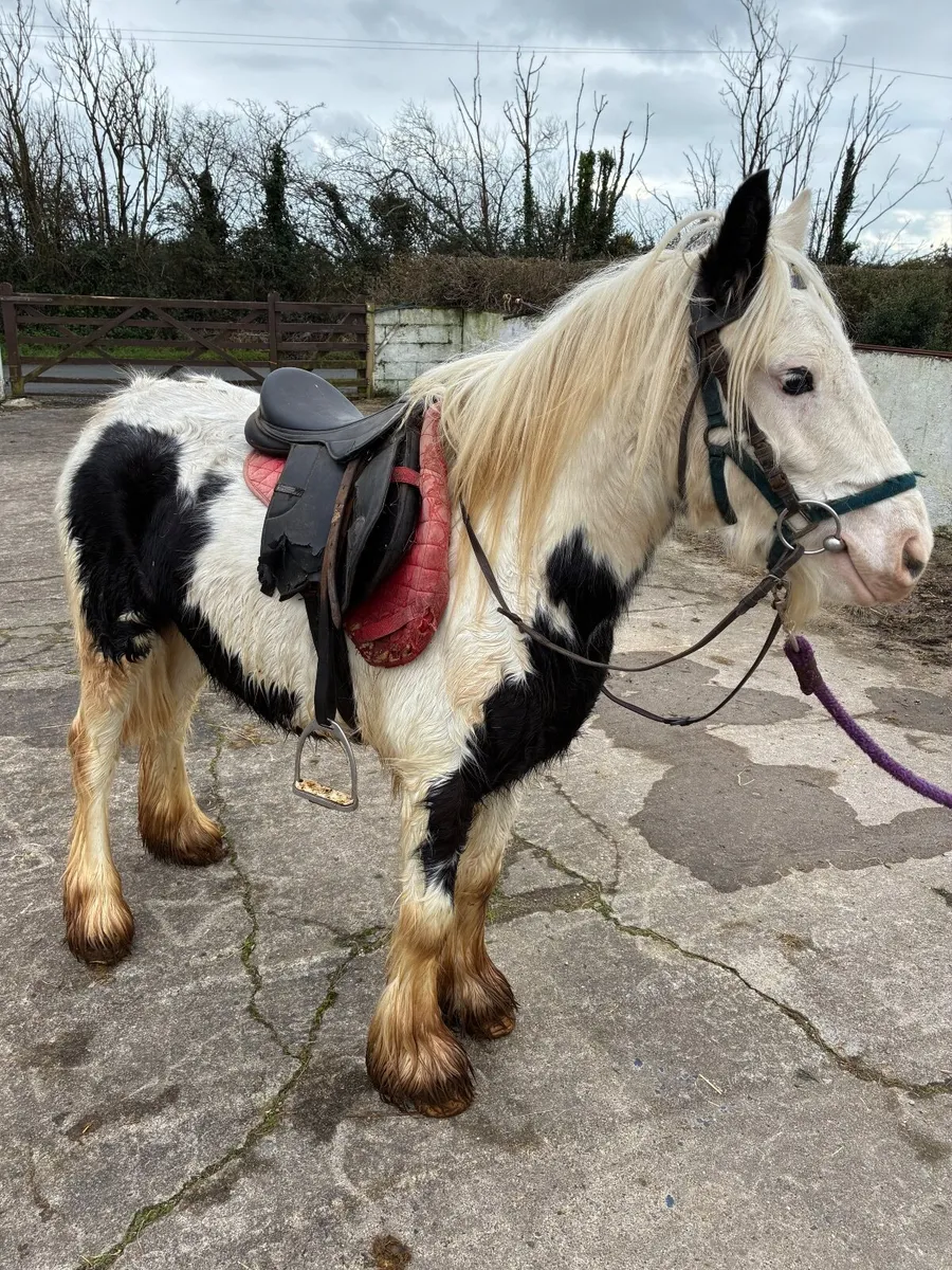 3 year old gelding, broken and riding no texts ple - Image 4