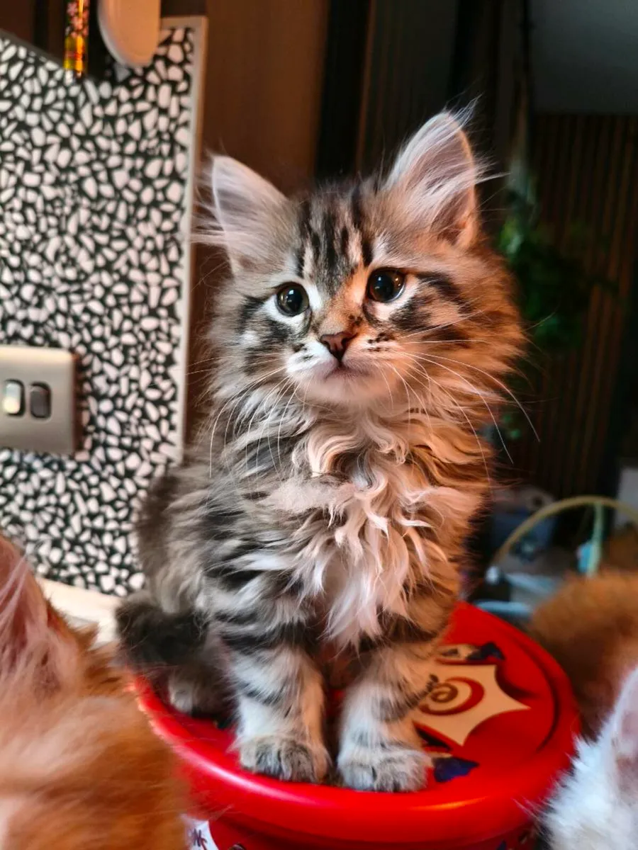 TICA registered Siberian kittens - Image 1