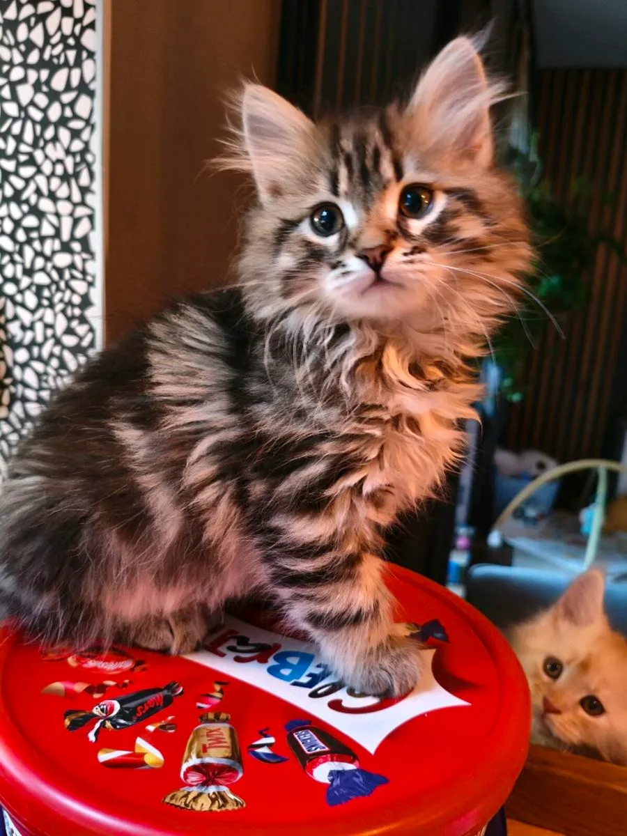 TICA registered Siberian kittens - Image 2