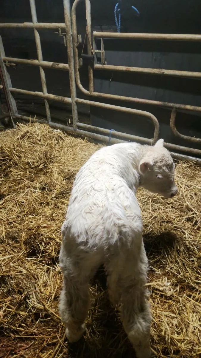 Charolais bull calf - Image 1