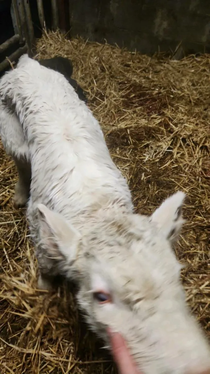 Charolais bull calf - Image 2