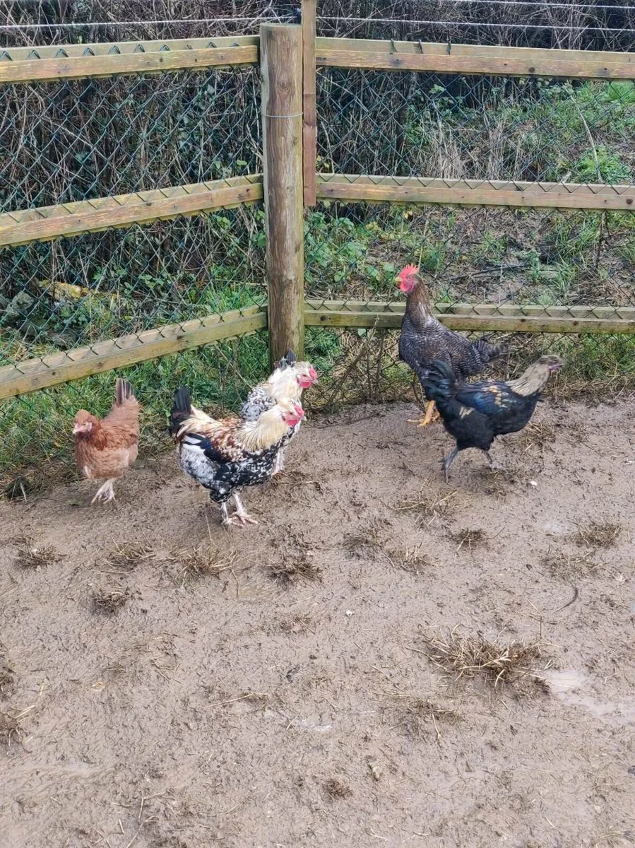Bantams - Image 4