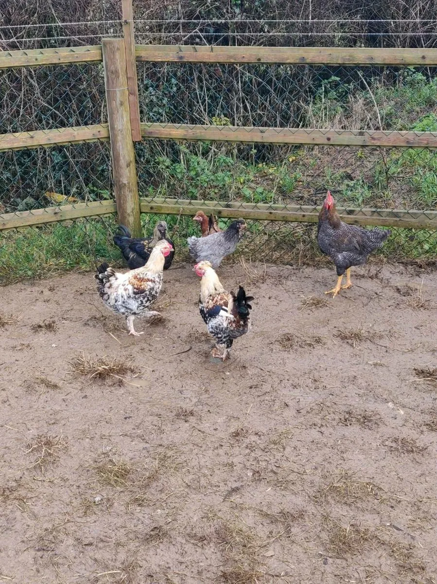 Bantams - Image 1