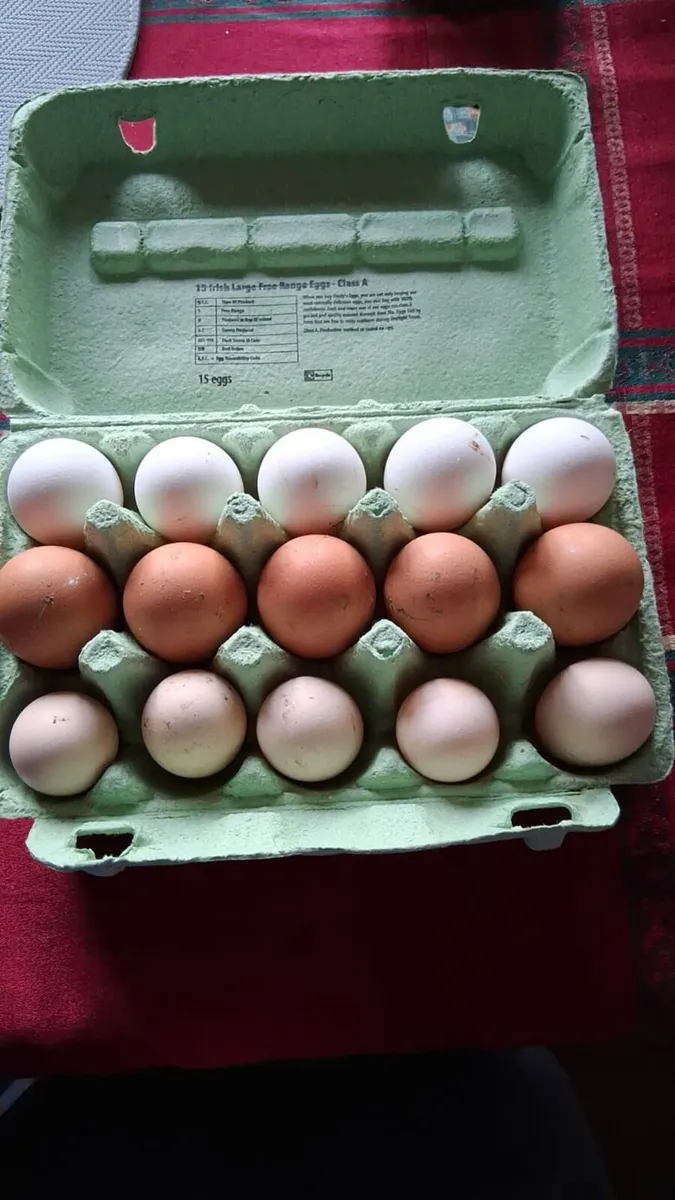 Poultry Hatching eggs