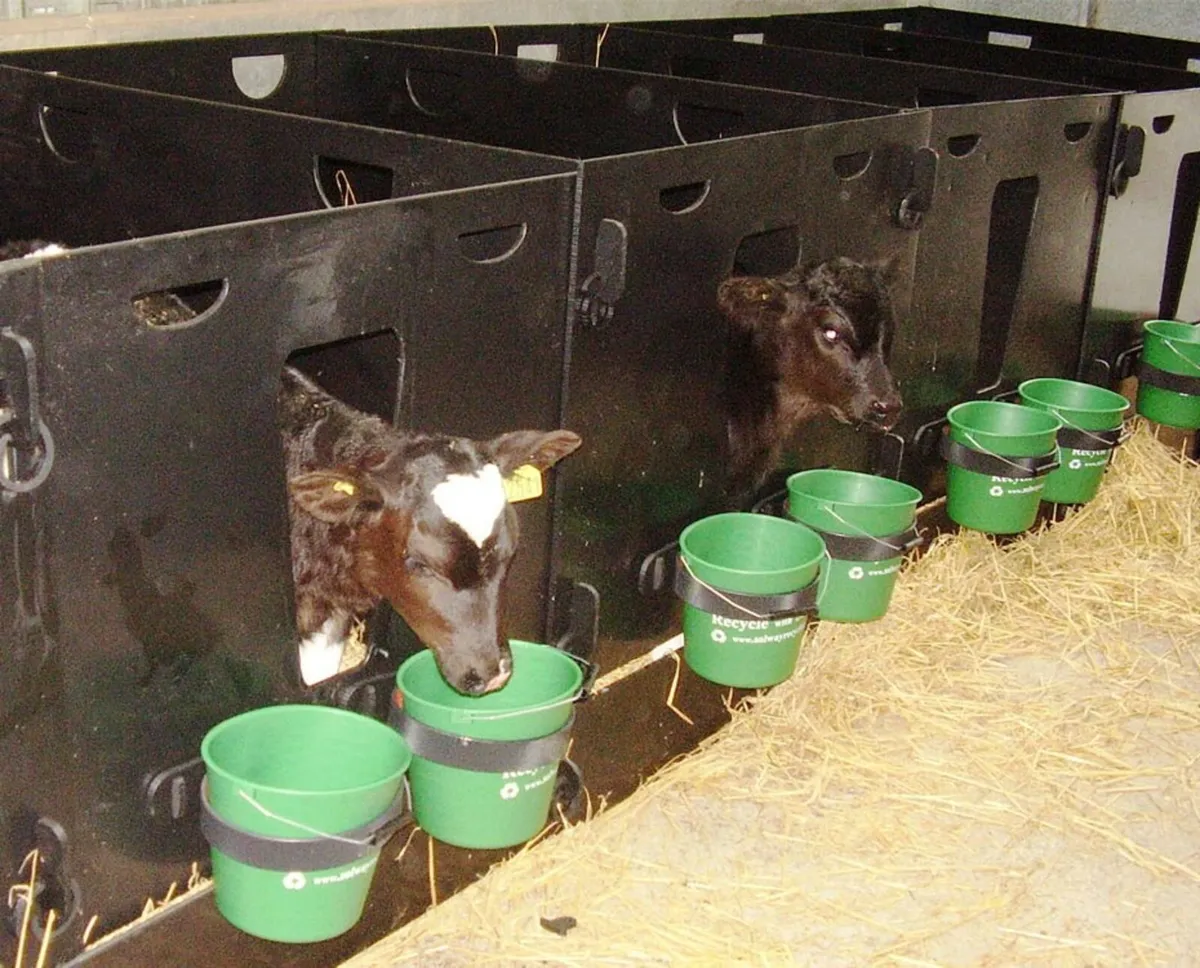 Calf pens plastic - Image 2
