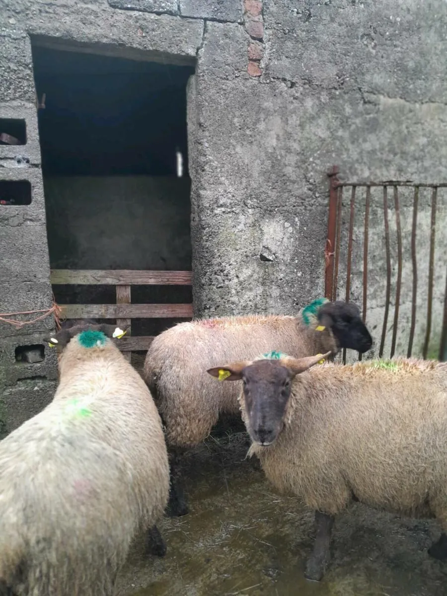 Breeding ewe lambs/ hoggets - Image 2