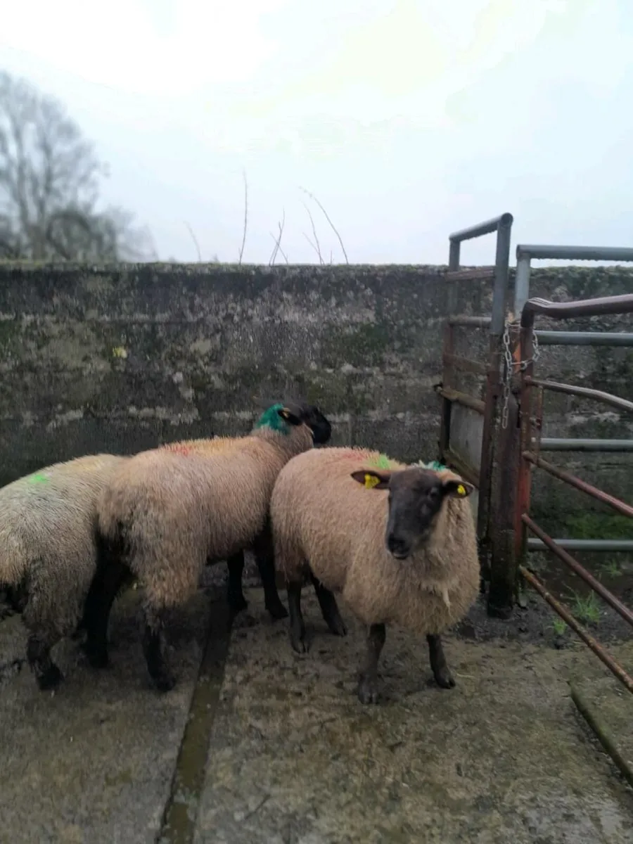 Breeding ewe lambs/ hoggets - Image 3