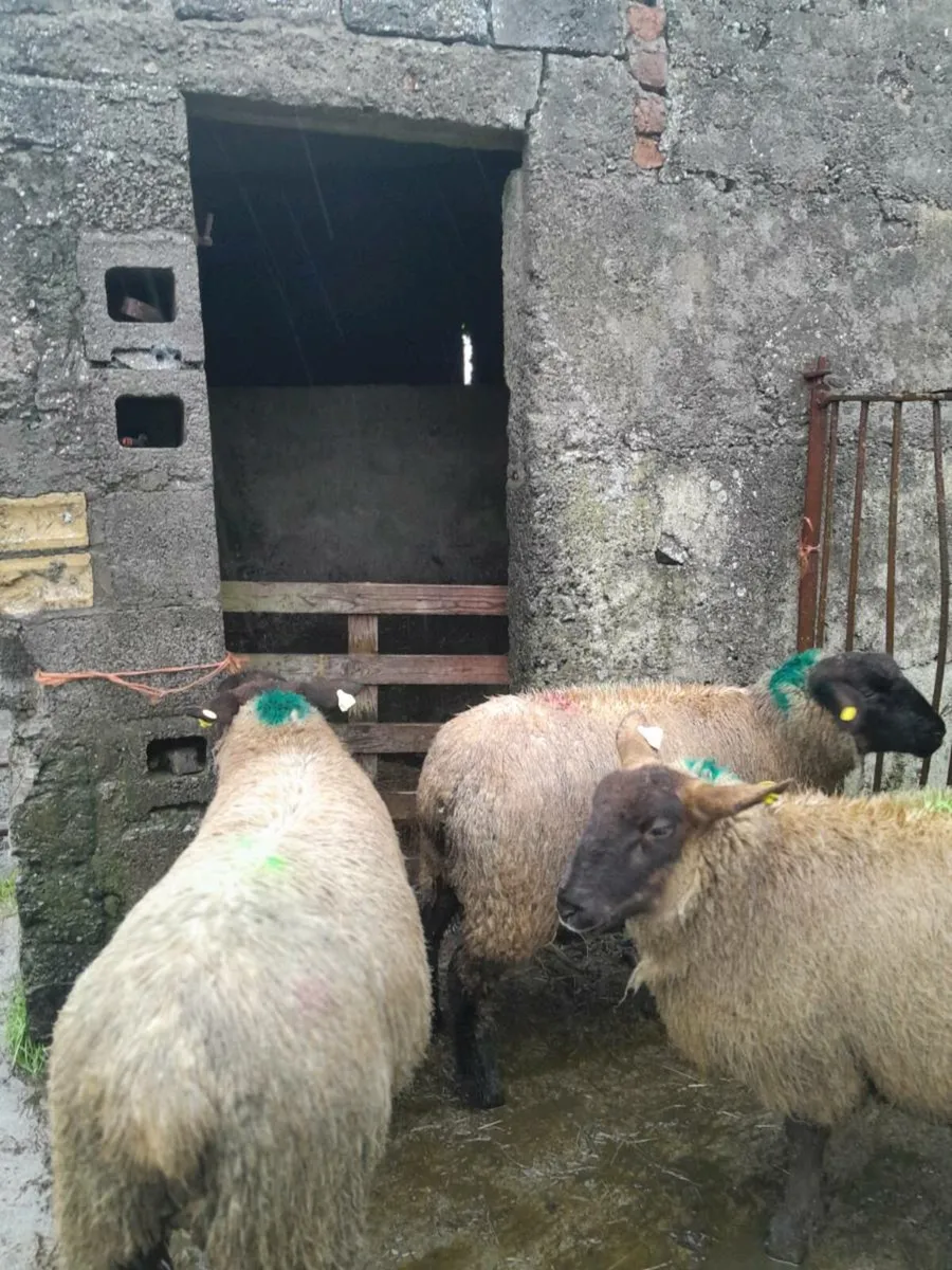 Breeding ewe lambs/ hoggets - Image 4