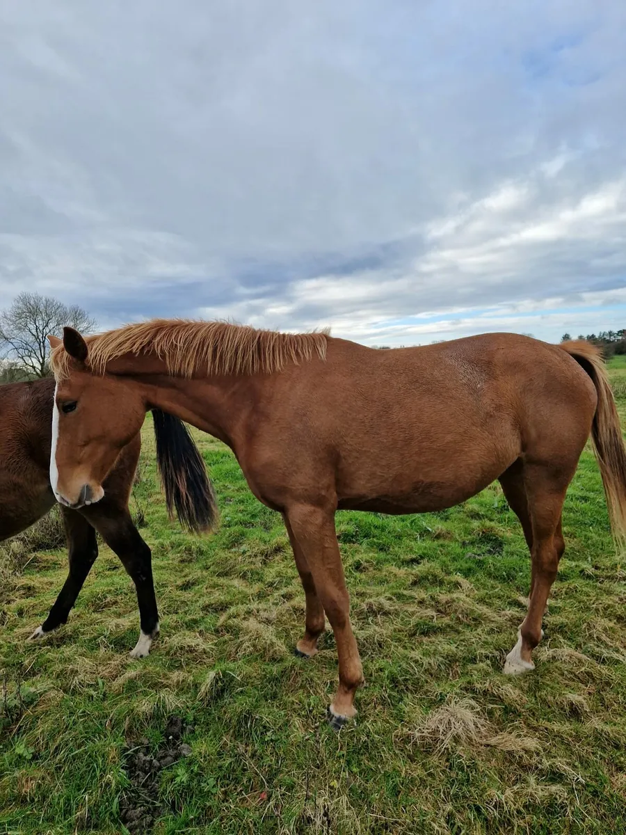 16.3 strong boned athletic filly - Image 1