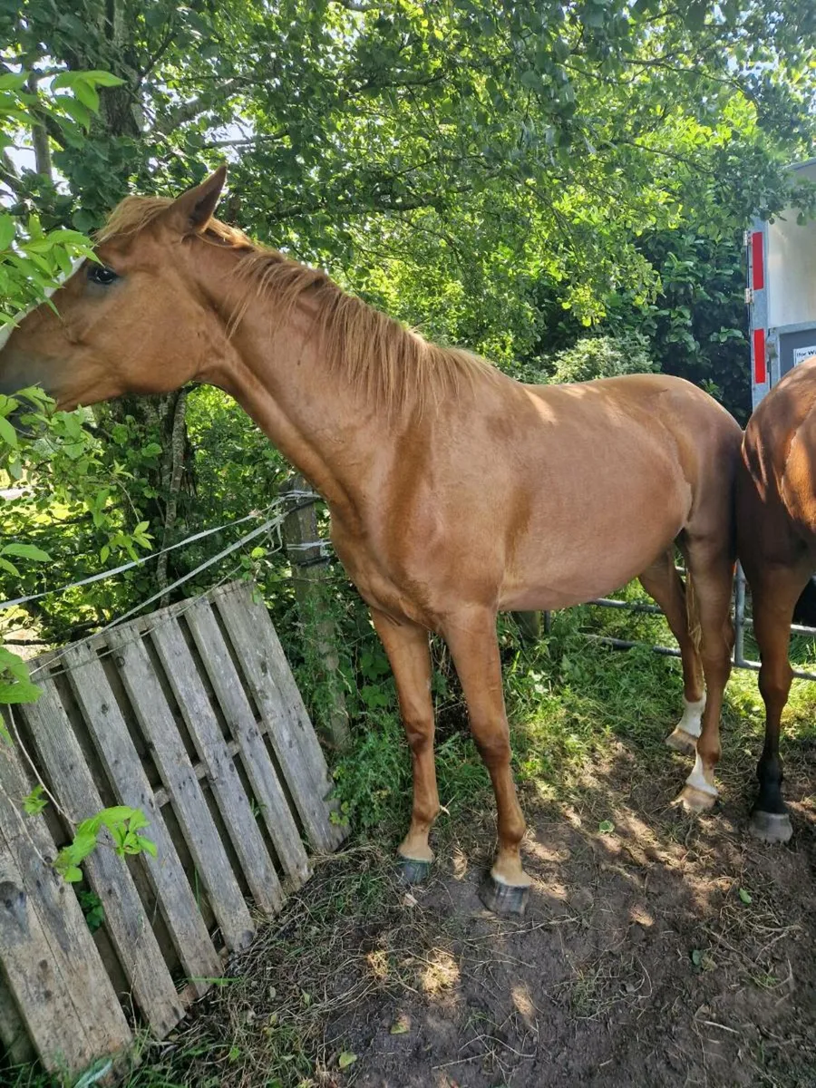 16.3 strong boned athletic filly - Image 2
