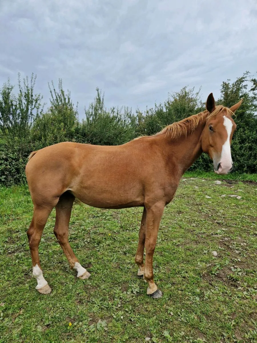 16.3 strong boned athletic filly - Image 3