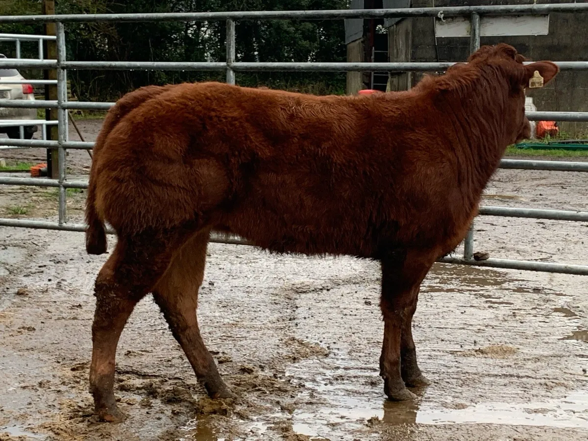 Super ice cream bred heifer - Image 1